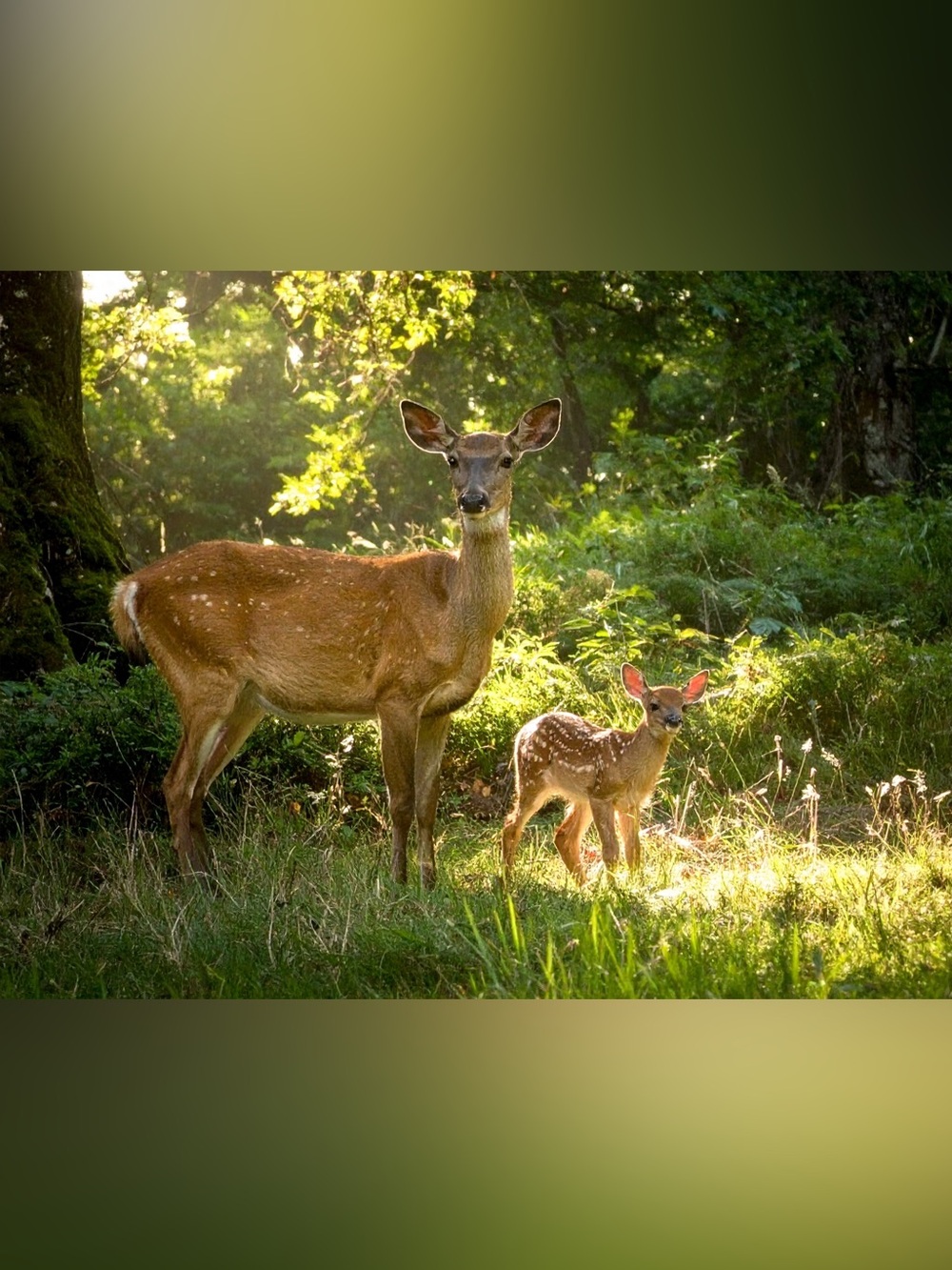 Forest Elegance Wall Art - Brown Deer Mother & Fawn Photograph